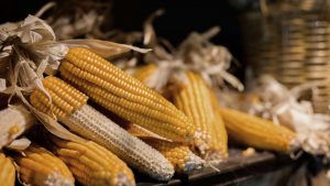 Agronegócio Notícias - Lei define o acesso de pequenos criadores de animais ao milho comercializado pela Conab