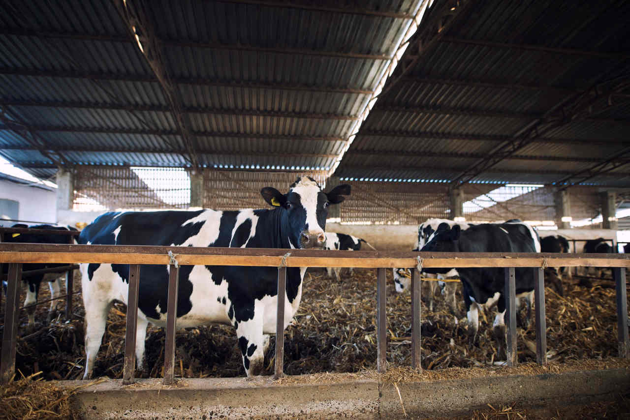 Agronegócio Notícias - Abate de bovinos caiu 8,2 por cento no quarto trimestre de 2021, enquanto aves caiu 1,2 por cento