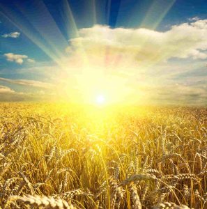 Agronegócio Notícias - Conab revisa números de produção de grãos da safra 2021-2022