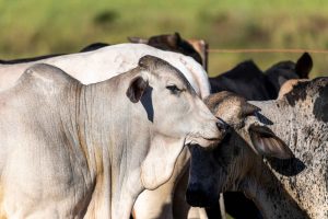 Agronegócio Notícias - Canadá vai abrir mercado para importação de carne bovina e suína do Brasil