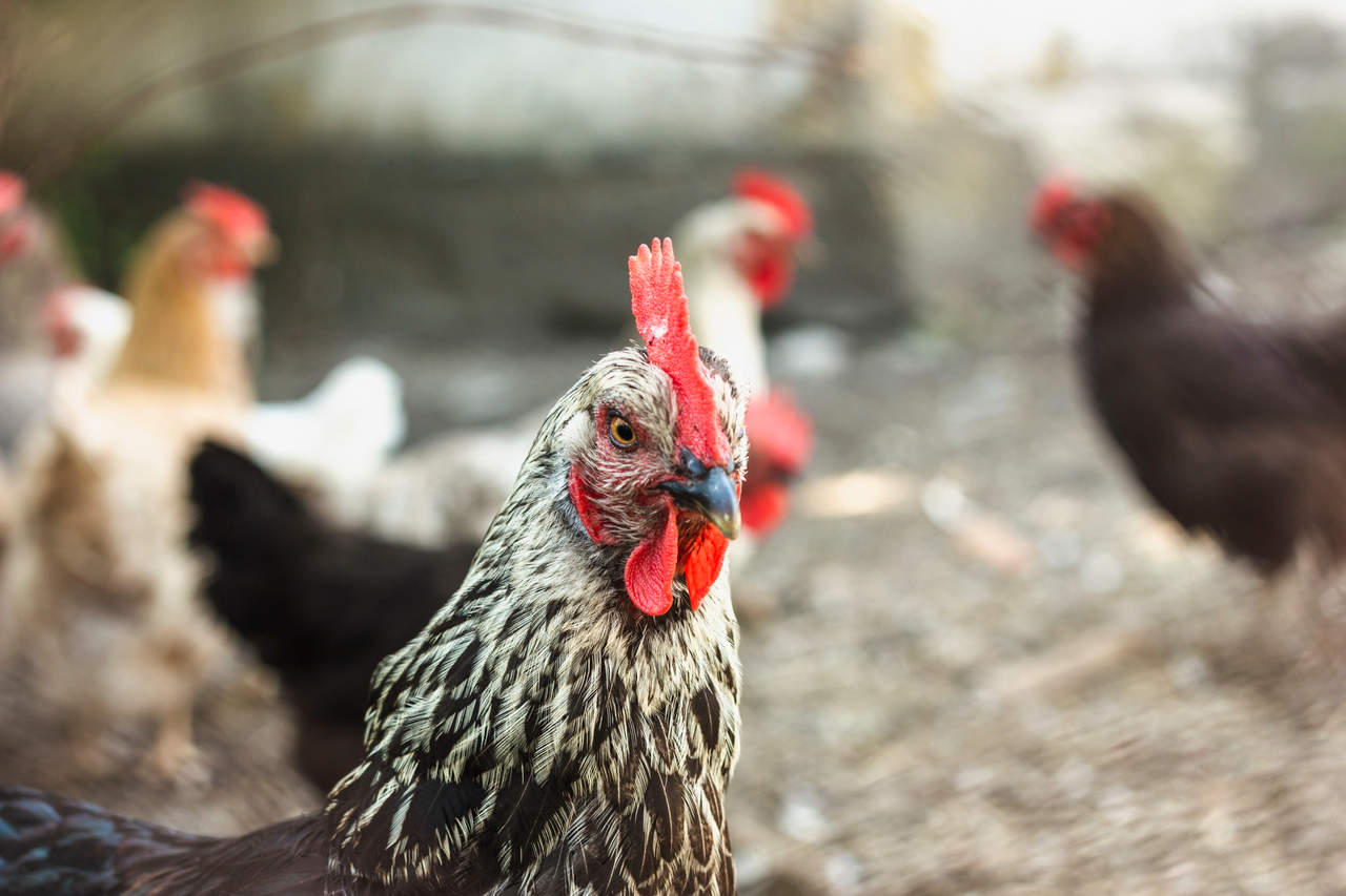 Agronegócio Notícias - Consulta pública recebe sugestões sobre adesão de frigoríficos ao sistema de inspeção com base em risco para frangos de corte