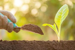 Agronegócio Notícias - Governo sanciona liberação de recursos para o Plano Safra 20212022