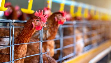 Agronegócio Notícias - Manual traz orientações sobre avicultura orgânica