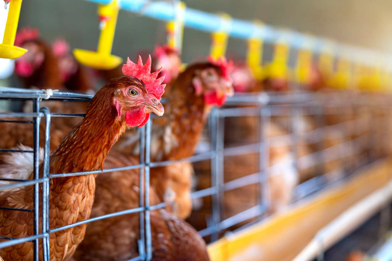Agronegócio Notícias - Manual traz orientações sobre avicultura orgânica
