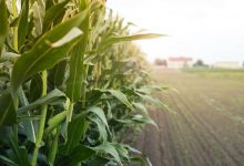 Agronegócio em Goiás - Conab estima safra recorde para milho 2ª safra com produção superior a 87 milhões de toneladas