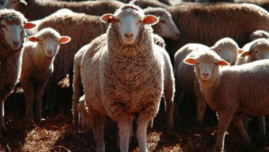 Pecuária em Goiás - Projeto promove rota de aprendizagem na criação de caprinos e ovinos no semiárido