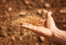 Agronegócio Notícias - Conab prevê safra de grãos superior a 271 milhões de toneladas