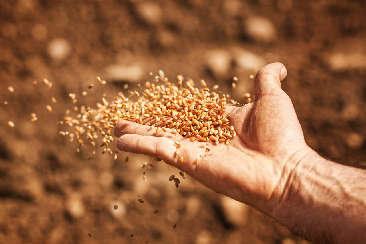 Agronegócio Notícias - Conab prevê safra de grãos superior a 271 milhões de toneladas