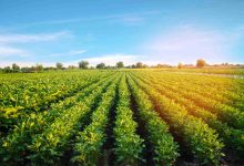 Agronegócio Notícias - Cinco estados lideram aplicação de recursos para ações de sustentabilidade