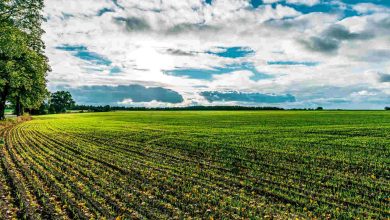 Agronegócio Notícias - Agro ganha reforço de R$ 7,6 bilhões em créditos rurais para os próximos dias
