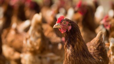 Agronegócio Noticias - Governo de Goiás anuncia medidas de prevenção mais rigorosas contra a gripe aviária