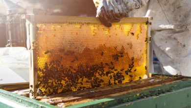 Agronegócio Notícias - Mapa lança manual inédito sobre doença das abelhas