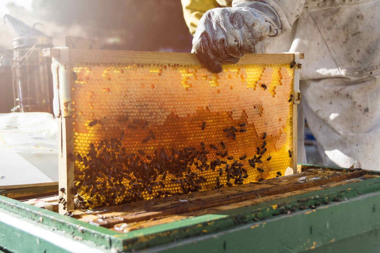 Agronegócio Notícias - Mapa lança manual inédito sobre doença das abelhas