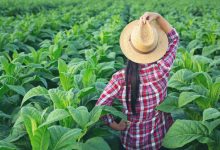 Agronegócio Notícias - Plano Safra buscará ampliar produção de alimentos e sustentabilidade