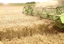Agronegócio Notícias - Produção goiana de trigo tem previsão de recorde na Safra 2023
