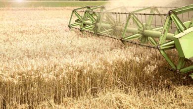 Agronegócio Notícias - Produção goiana de trigo tem previsão de recorde na Safra 2023