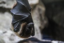 Agronegócio Notícias - Agrodefesa aumenta monitoramento de morcegos contra raiva em herbívoros