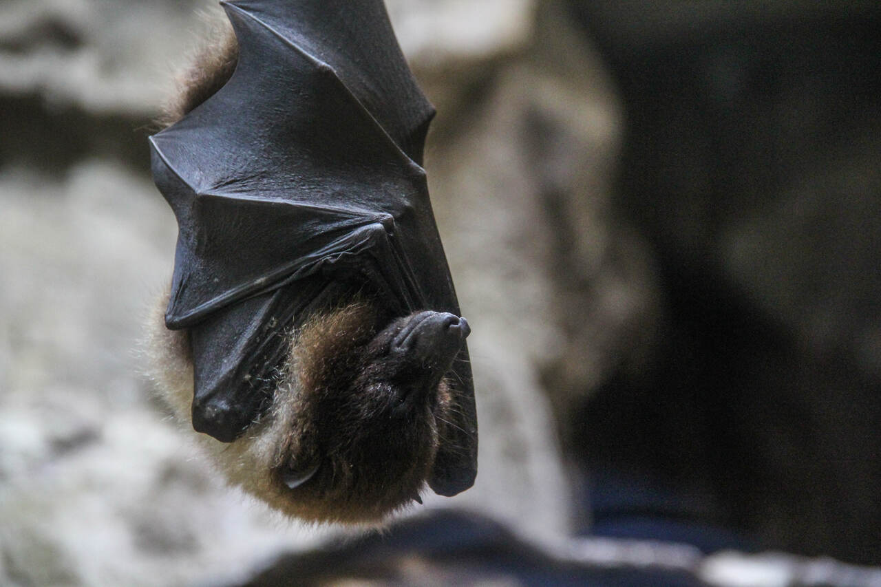 Agronegócio Notícias - Agrodefesa aumenta monitoramento de morcegos contra raiva em herbívoros