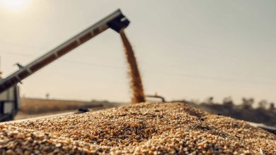 Agronegócio Notícias - Complexo soja responde por 73% das exportações do agro no 1º semestre de 2023
