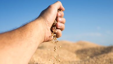 Agronegócio Notícias - Goiás deve colher 31,5 milhões de toneladas de grãos em 2023