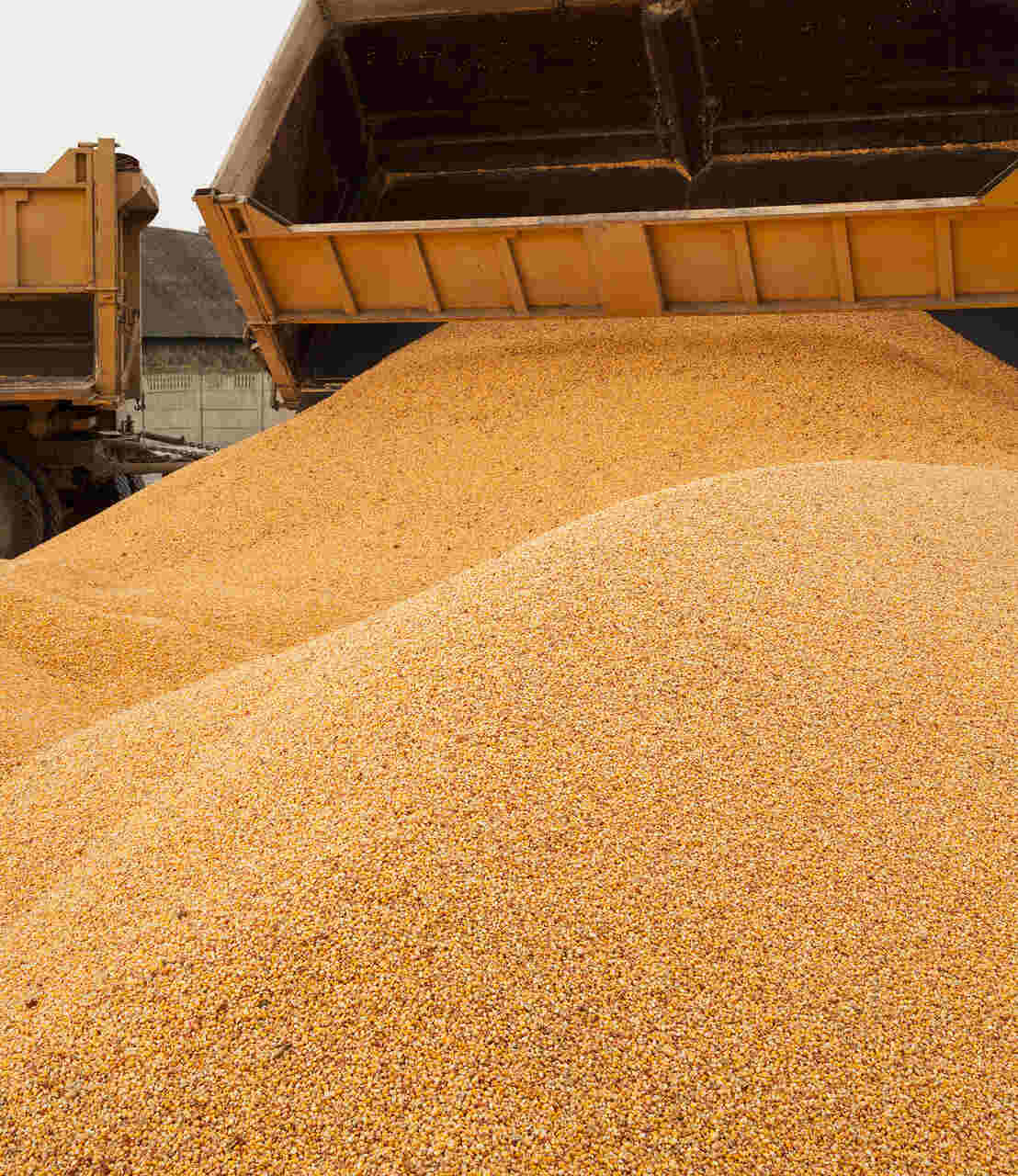 Agronegócio Notícias - Goiás deve colher 31,5 milhões de toneladas de grãos na Safra 20222023
