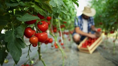 Agronegócio Notícias - Para controlar a mosca branca, Goiás encerra o período de transplantio de mudas de tomate rasteiro