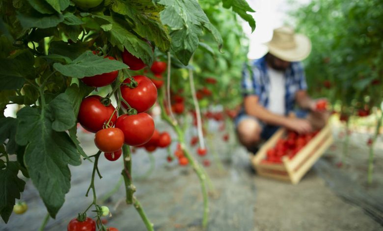 Agronegócio Notícias - Para controlar a mosca branca, Goiás encerra o período de transplantio de mudas de tomate rasteiro