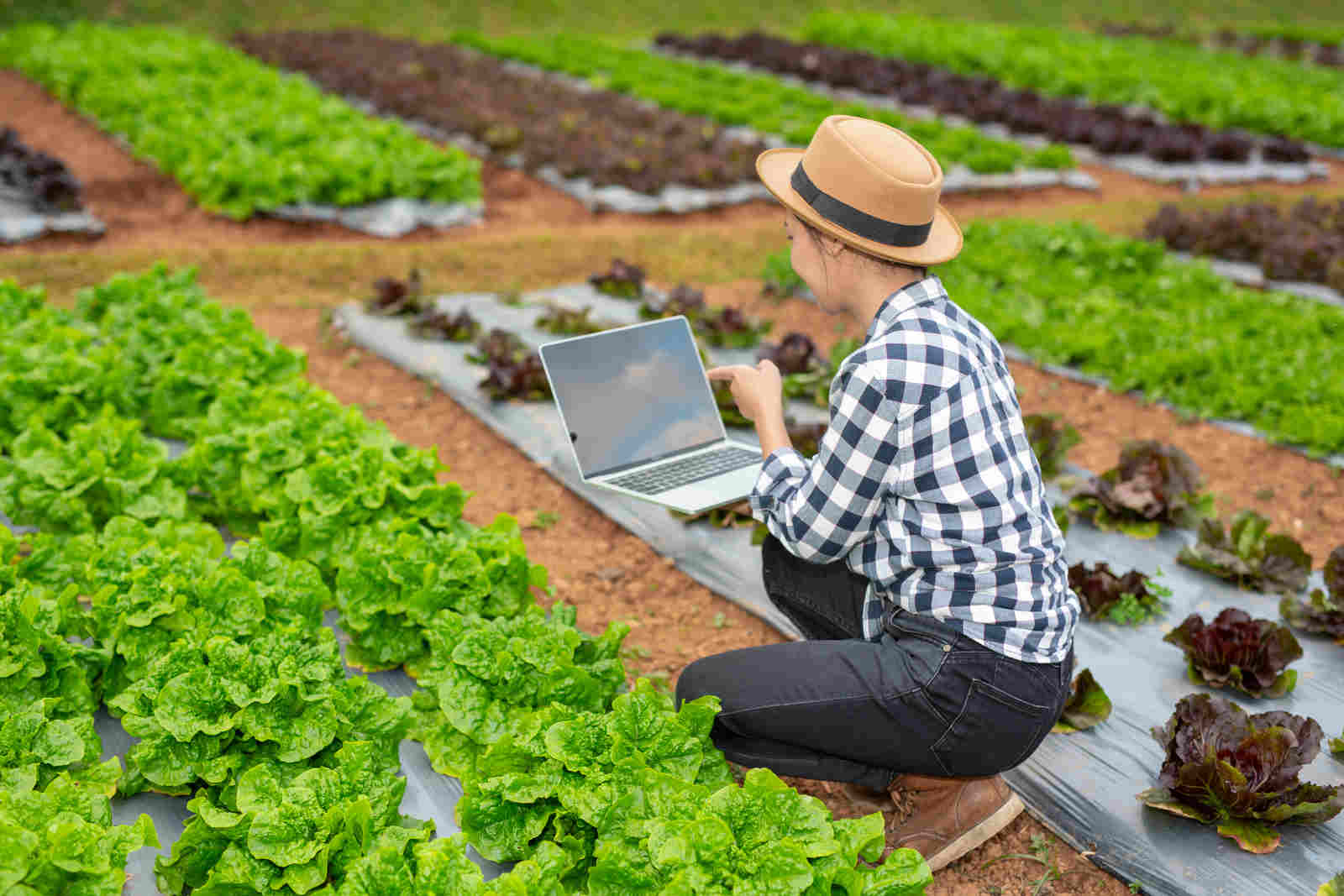 Jornal VER7 - Economia Agricultura familiar é 8ª maior produtora de alimentos do mundoEconomia