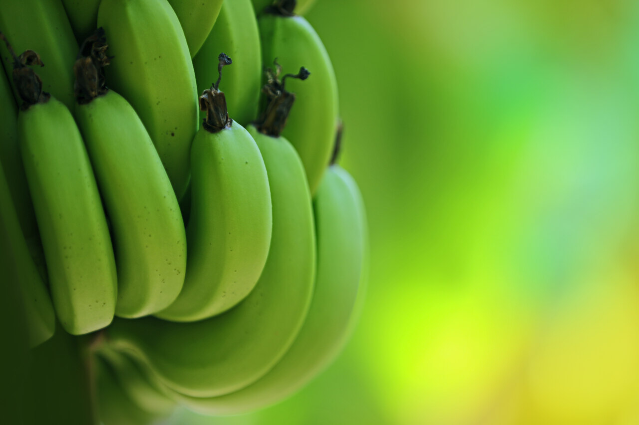 Agronegócio Notícias - Agrodefesa orienta sobre medidas fitossanitárias da cultura da banana em Goiás