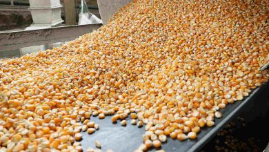 Agronegócio Notícias - Conab produção de grãos é estimada em 320,1 milhões de toneladas