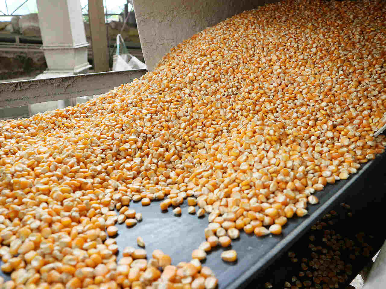 Agronegócio Notícias - Conab produção de grãos é estimada em 320,1 milhões de toneladas