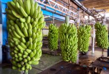 Jornal VER7 - Produção de banana em Goiás alcança 10ª posição no ranking nacional (2)