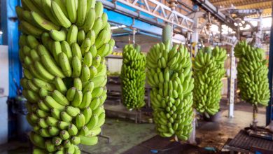 Jornal VER7 - Produção de banana em Goiás alcança 10ª posição no ranking nacional (2)