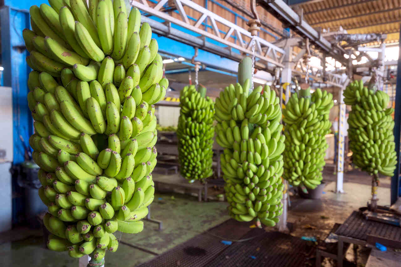 Jornal VER7 - Produção de banana em Goiás alcança 10ª posição no ranking nacional (2)