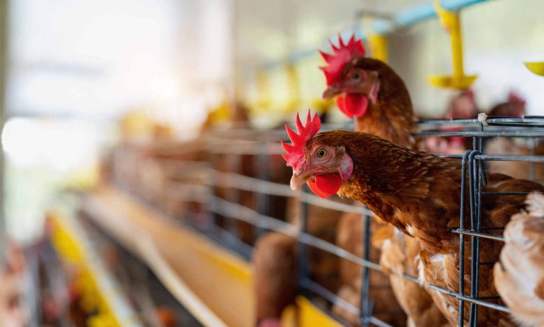 Portal Agronegócio Notícias - Brasil Consolida Presença na Tailândia com a Abertura de Mercado para Palatabilizantes na Alimentação Animal