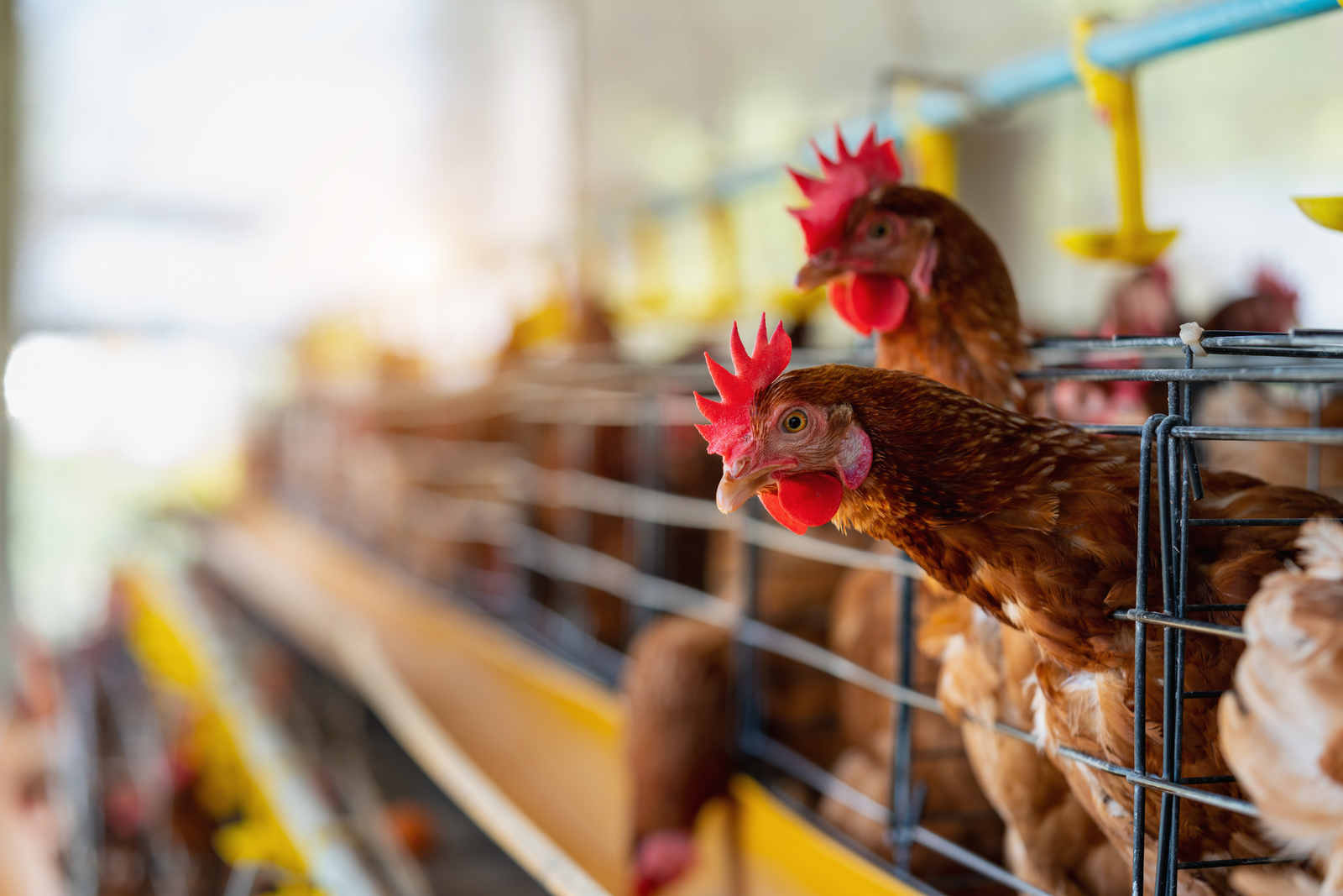Portal Agronegócio Notícias - Brasil Consolida Presença na Tailândia com a Abertura de Mercado para Palatabilizantes na Alimentação Animal