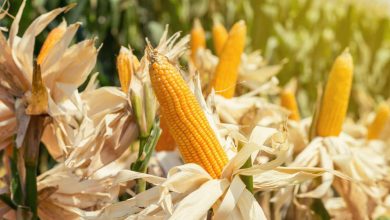 Governo destina R$ 105 milhões para apoiar produtores de milho através do ProVB