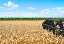 Ministério da Agricultura estende prazos de semeadura da soja em sete estados para a safra 20232024