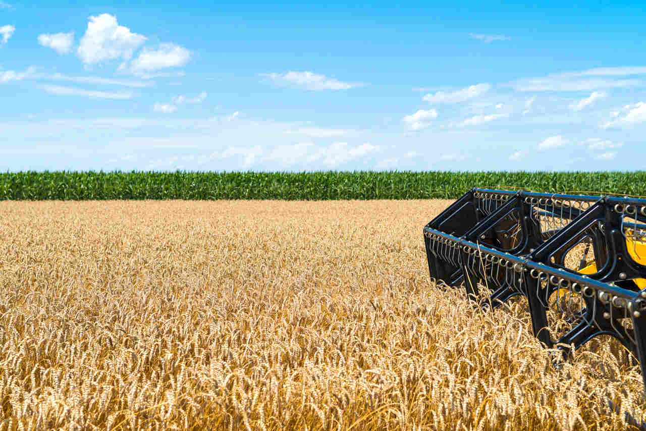 Ministério da Agricultura estende prazos de semeadura da soja em sete estados para a safra 20232024