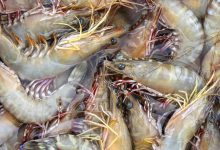 Coreia do Sul abre mercado para exportação de produtos à base de camarão do Brasil