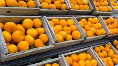 Governo estabelece novos valores mínimos para laranja e café visando apoiar produtores na safra 20242025