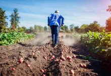 Lista dos 69 Agricultores Quilombolas Selecionados para o Programa de Aquisição de Alimentos é Divulgada pelo Governo de Goiás
